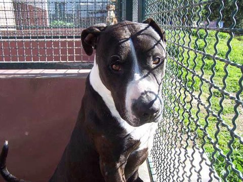 Tyron, Calvià, Mallorca Island