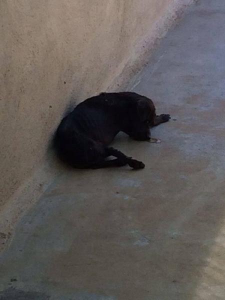 perrita NP 26.08. 3jpg